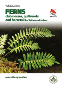 Ferns ‚Äì Clubmosses