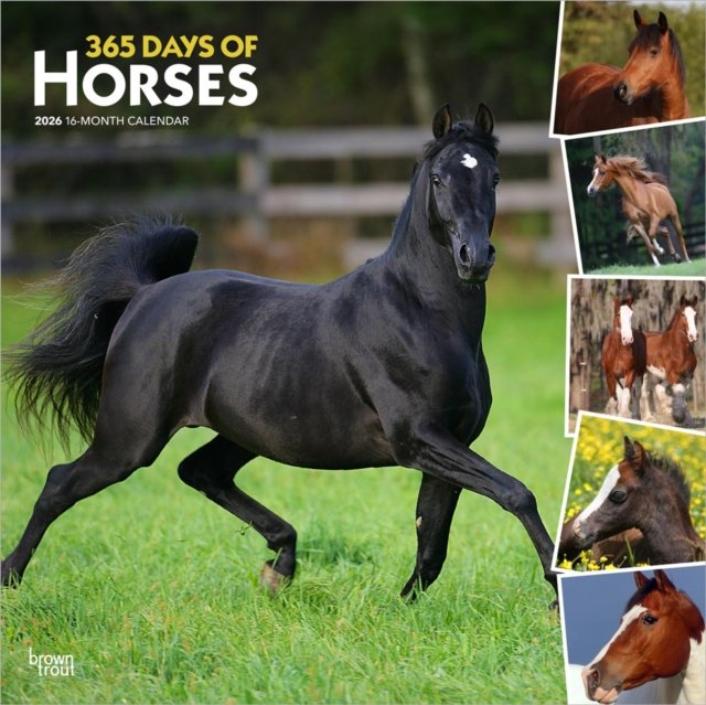 Horses