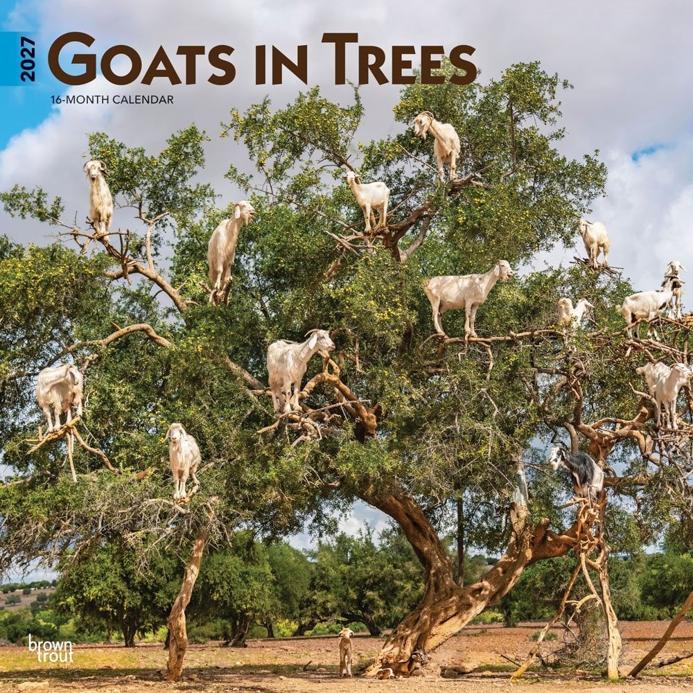 Goats in Trees 2027 Square Flap