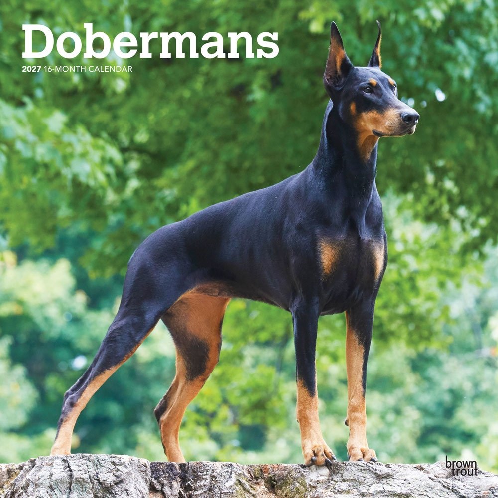 Dobermans 2027 Square Flap