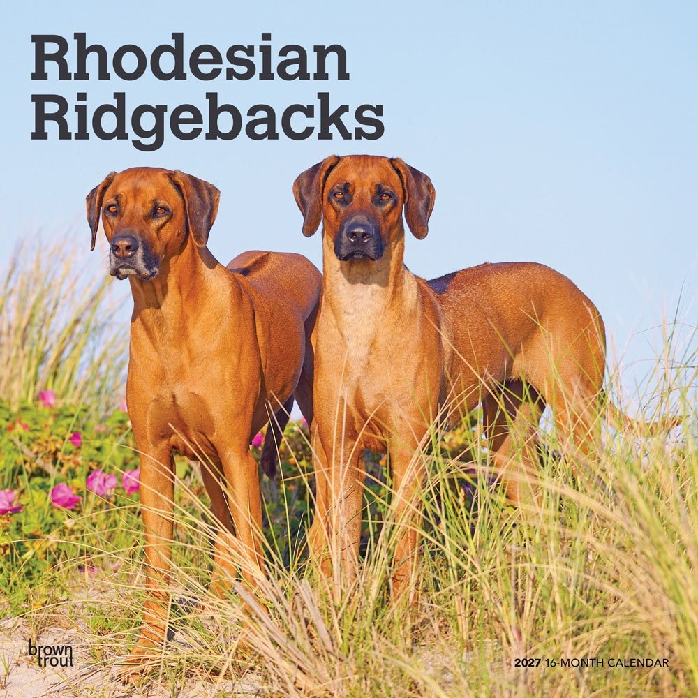 Rhodesian Ridgebacks | 2027 12 x 24 Inch (Hanging) Monthly Square Wall Calendar | Plastic-Free | BrownTrout | Animals Dog Breeds